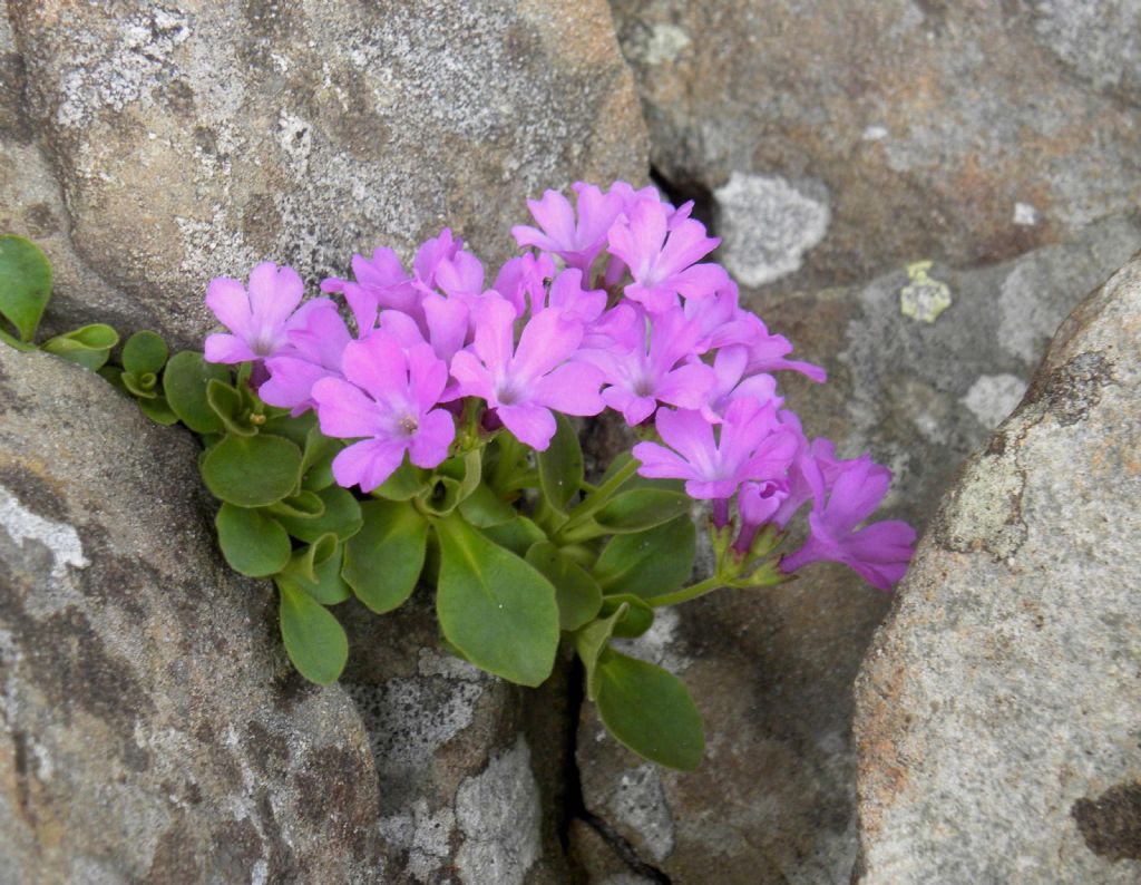 Primula apennina